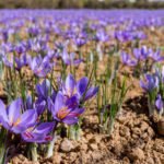 Saffron 2