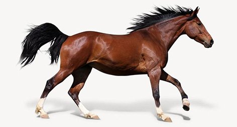 Horses 01